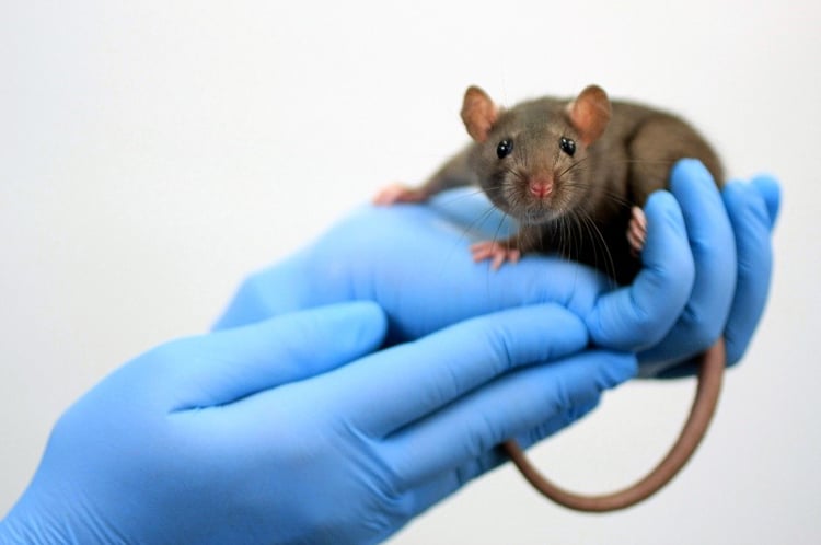 Rat versus mouse: The evolution of the rodent research model